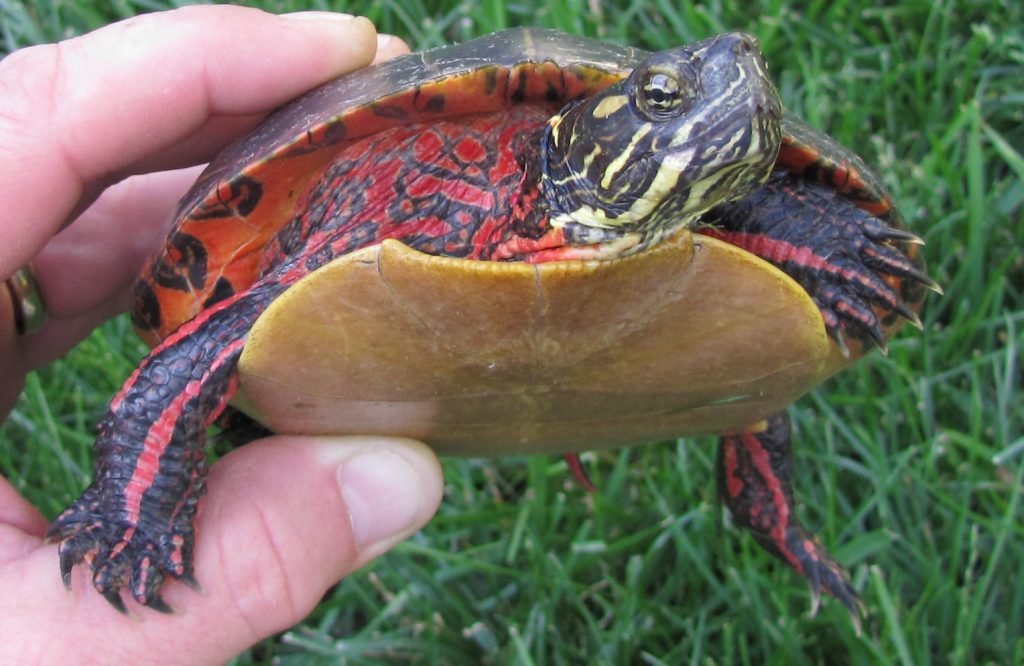 What To Feed A Painted Turtle Pet What Do Turtles Eat