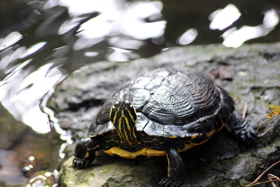 Red Eared Slider Turtle What Do Turtles Eat